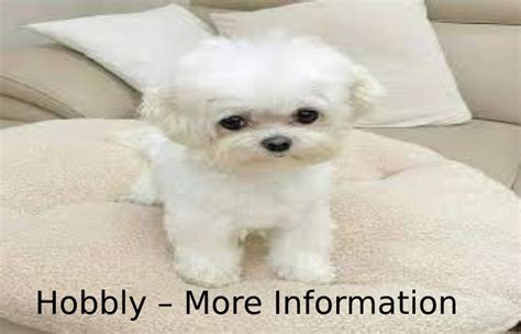 Huge Pets are one of the most expensive pets in the game, with three having been obtained through real money (USD), and the rest obtained from eggs or Free Gifts. . Hoobly pet classifieds